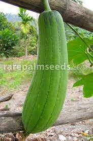 This luffa (loofah) is a taiwan variety called luffa aegyptiaca. Luffa Cylindrica Loofah Sponge Gourd Buy Seeds At Rarepalmseeds Com