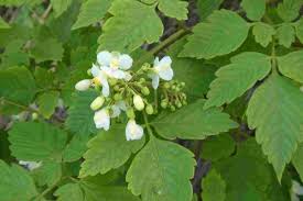 Image result for Cardiospermum grandiflorum