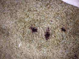 How To Remove Permanent Hair Dye From Carpets Remove Permanent Hair Dye Carpet Cleaning Hacks How To Clean Carpet