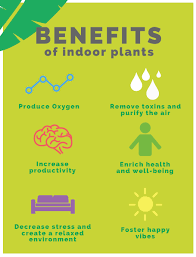 Some of the many benefits of having one are: Benefits Of Indoor Plants Benefits Of Indoor Plants Indoor Plants Plants