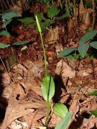 Image result for Ophioglossum gomezianum