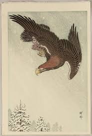 Falcons & Hawks