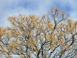 Image result for Melia azedarach