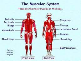 System diagram labeled 209 human muscular system diagram labeled. The Muscular System Aim To Understand The Structure And Function Of Muscles Ppt Download