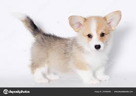 These pembroke welsh corgi puppies are friendly & energetic. Corgi Puppy