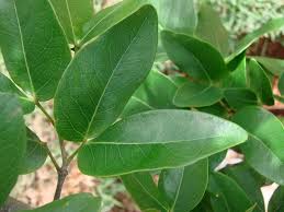 Image result for Hymenaea