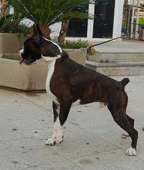 Black And White Boxer Puppies For Sale In California Another Example Of A True Very Well Bred Boxer Boxer Dogs Boxer Puppies Boxer Mom