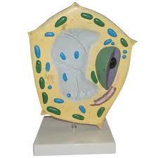 When creating the plant cell model, you can start with the cell wall and then work inwards to cover things like the cytoplasm, the nucleus, and the endoplasmic reticulum. Enlarged Plant Cell Model For Biology Teaching Buy Enlarged Plant Cell Model For Biology Teaching Plant Cell Model Cheap Science Models Product On Alibaba Com