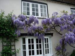 Wisteria Macrostachya Blue Moon Sunnyside Gardens Wisteria Plant Garden Vines Live Plants