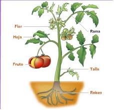 Resultado de imagen para imagenes de plantas angiospermas con frutos