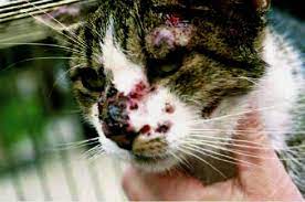 Kebelakangan ini, kami banyak mendengar tentang jangkitan. Penyakit Sporo Pada Kucing Penyakit Afg Wonder Petland Facebook