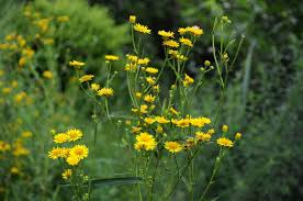 Image result for Inula mannii