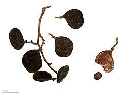 Image result for Dialium