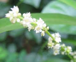 Check spelling or type a new query. Zodia Evodia Suaveolens Tanaman Pengusir Nyamuk Alamendah S Blog