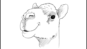 500x368 vector drawing of man riding camel in black and white public. How To Draw A Camel Youtube