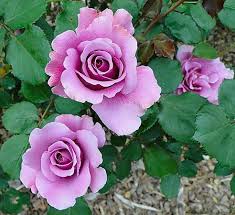 Welkom op de website van rose garden in ijmuiden! Roses Picture Of Sarah P Duke Gardens Durham Tripadvisor