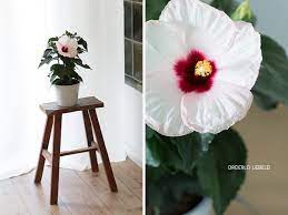 4.8 (5) roseneibisch mix höhe ca. Wie Bekommt Man Einen Grunen Daumen Am Beispiel Hibiskus Zimmerpflanze Des Monats Mai Dreierlei Liebelei