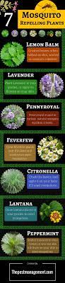 7 Mosquito Repelling Plants To Get Rid Of Mosquitoes From Your Home Mosquito Repelling Plants Plants Mosquito Plants