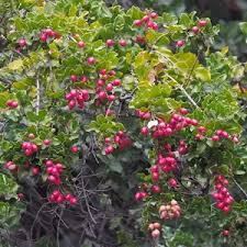 Image result for Cryptocarya