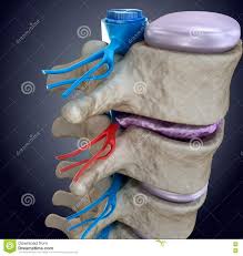 Nowa metoda leczenia pozwala na to, by w ciągu 4 tygodni aksony odrastały o kilka milimetrów oraz przesyłały energię elektryczną. Rdzen Kregowy W Stresie Wylupiasty Dysk Ilustracji Ilustracja Zlozonej Z Sznur Medycyna 80401048