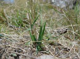 Image result for Eragrostis atrovirens