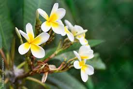 Blossoming of mango tree, Mango flower consists of 5 petals of white on the  edges and yellow at the center of the helical shape Stock Photo | Adobe  Stock