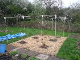When to erect a diy blueberry bush cage ideally, the best time to erect the blueberry cage is when the berries start to turn color. A Very Cheap Fruit Cage Sowing The Big Boys Not Just Greenfingers