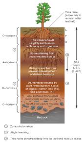 Soil Profile Soil Layers Plant Science Soil