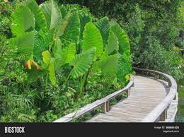 Stay tuned to the many varieties of taros available for your container garden or pond. Lush Giant Bright Image Photo Free Trial Bigstock