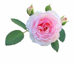 34 gambar bunga mawar versi kartun di 2020 buku mewarnai. Rose Flower Floral Petal Love Daun Bunga Mawar Png Transparent Png Download 727521 Vippng