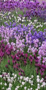 Garten Anpflanzen Bluhende Busche Und Andere Gartenpflanzen Lila Gartentraum Angustifolia Und Stoechas Va In 2020 Purple Garden Lavender Garden Flower Garden