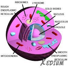 Eukaryote Animal Cell Animal Cell Animal Cell Project Cell Model Project