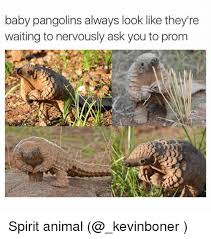 Babypangolins Google Search Funny Animals Cute Funny Animals Cute Animals