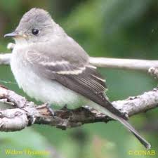 Bird That Sounds Like A Car Alarm Canada The Endangered Willow Flycatcher Is A Small Insect Eating Neotropical Migrant Bird Of The Tyrant Flycatcher Family Rare Animals Beautiful Birds Missouri Birds