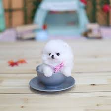 We can locate your dream puppy! Teacup Pomeranian Puppies For Sale Home Facebook