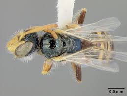 Image result for Isoglossa perdita