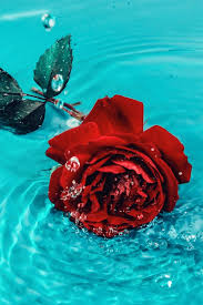 *nishe has uploaded 359 photos to flickr. 40 Rose Aesthetic Wallpaper For Your Iphone Prada Pearls Prada Pearls