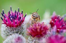 Free Image On Pixabay Bee Flower Pollen Thistles Bee On Flower Bee Flowers