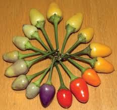 Capsicum annuum is a species of the plant genus capsicum native to southern north america and northern south america. Bolivian Rainbow Pepper Seeds Urban Farmer