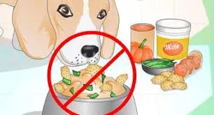 Drain and rinse to remove any grease. How To Make Low Protein Dog Food 7 Steps With Pictures