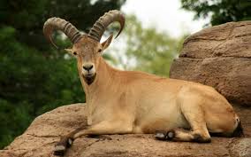 صور ماعز Goat حيوانات Animals عالية الوضوح 30 Goats Animals Goat Picture