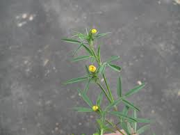 Image result for Stylosanthes