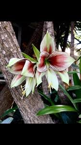 Image result for Hippeastrum sp. cultivars