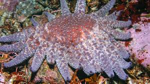 Growth of the sea star begins rapidly, but slows as the. Biologist Helps Place Starfish On Critically Endangered List Cornell Chronicle