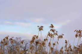 Image result for Phragmites mauritianus
