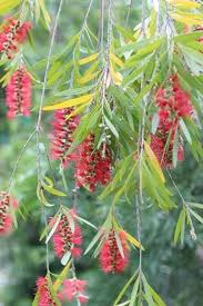 Image result for Callistemon