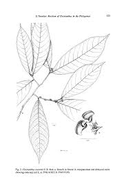 Image result for Cleistanthus polystachyus