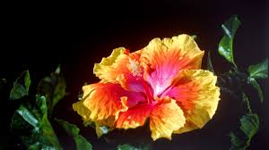 This is one vibrant, fun post… not to mention absolutely stunning to look at. Hibiscus Burke S Backyard