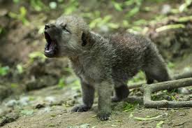 Housing outdoors in the summer. Zooborns Arctic Wolf Cubs Can Howl With The Best Of Them
