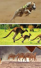 This quotabulary post features some sayings and quotes about this animal. Animal Athletes A Performance Review Sharp 2012 Veterinary Record Wiley Online Library
